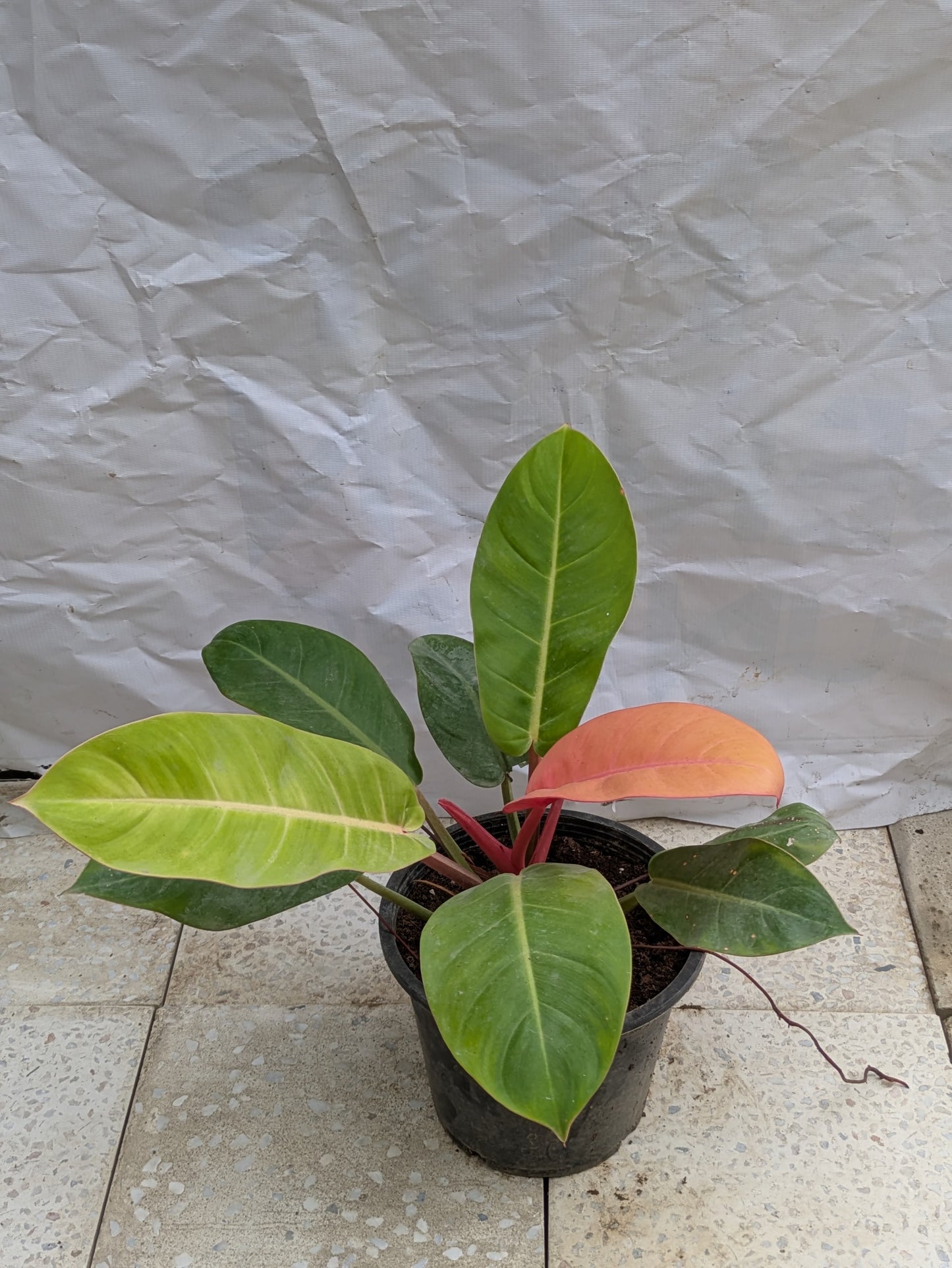 Philodendron Prince of orange