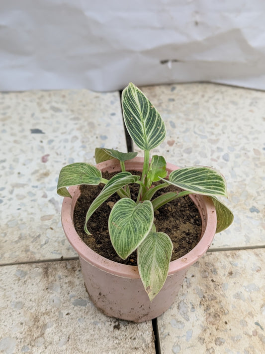 Philodendron birkin dwarf