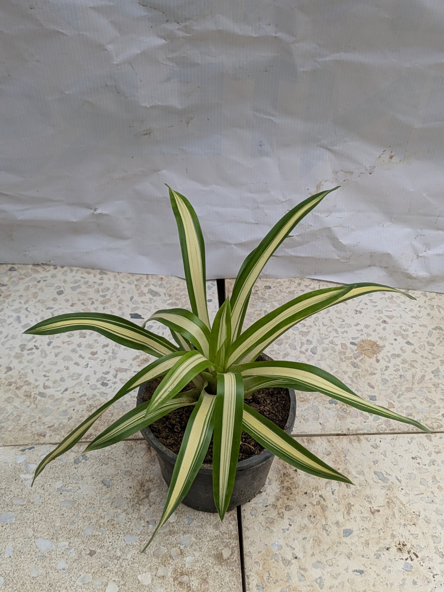 Bromeliad