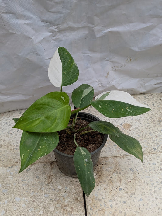 Philodendron white wizard