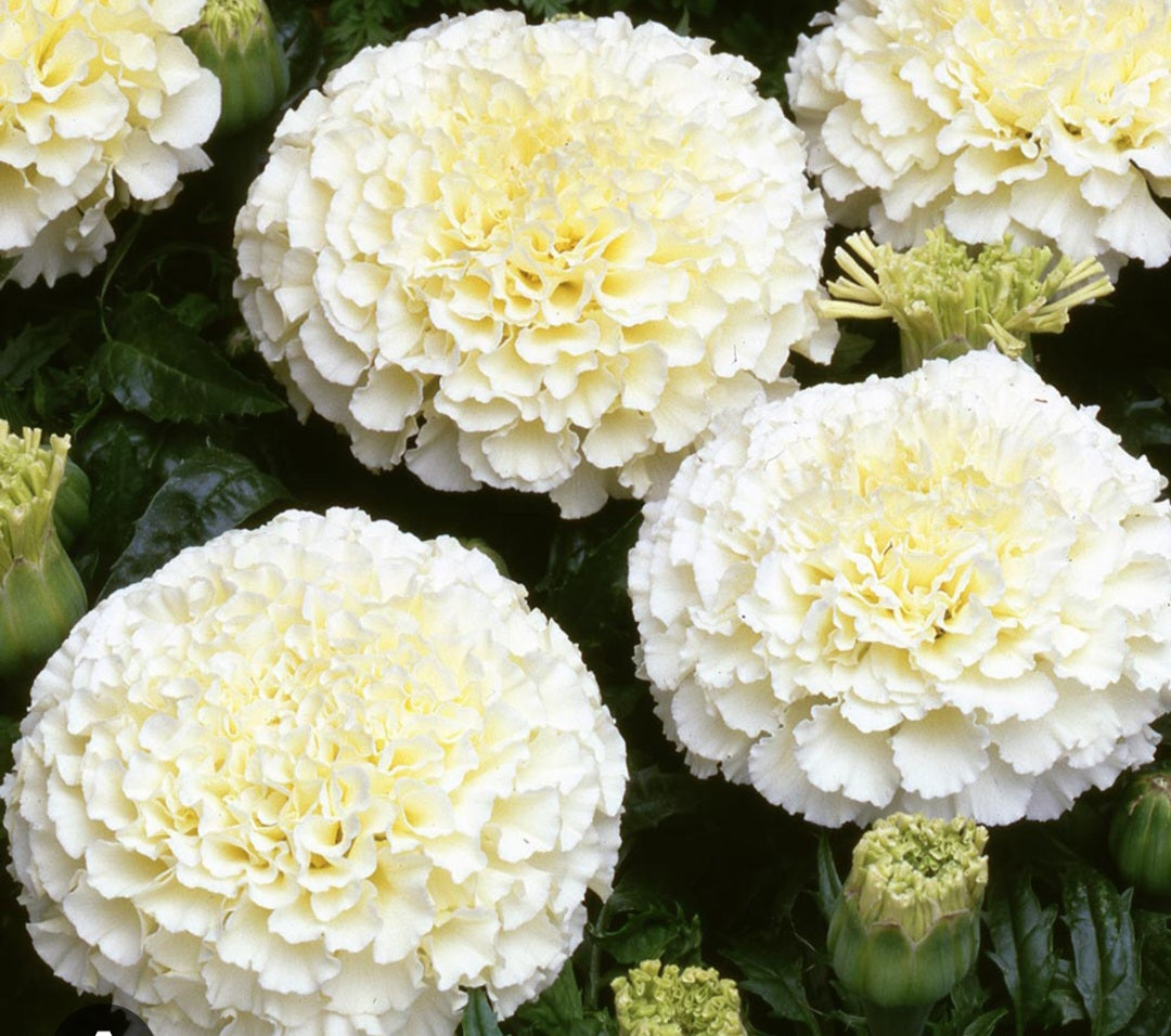Marigold african genda Paneeri (seedling) per dozen