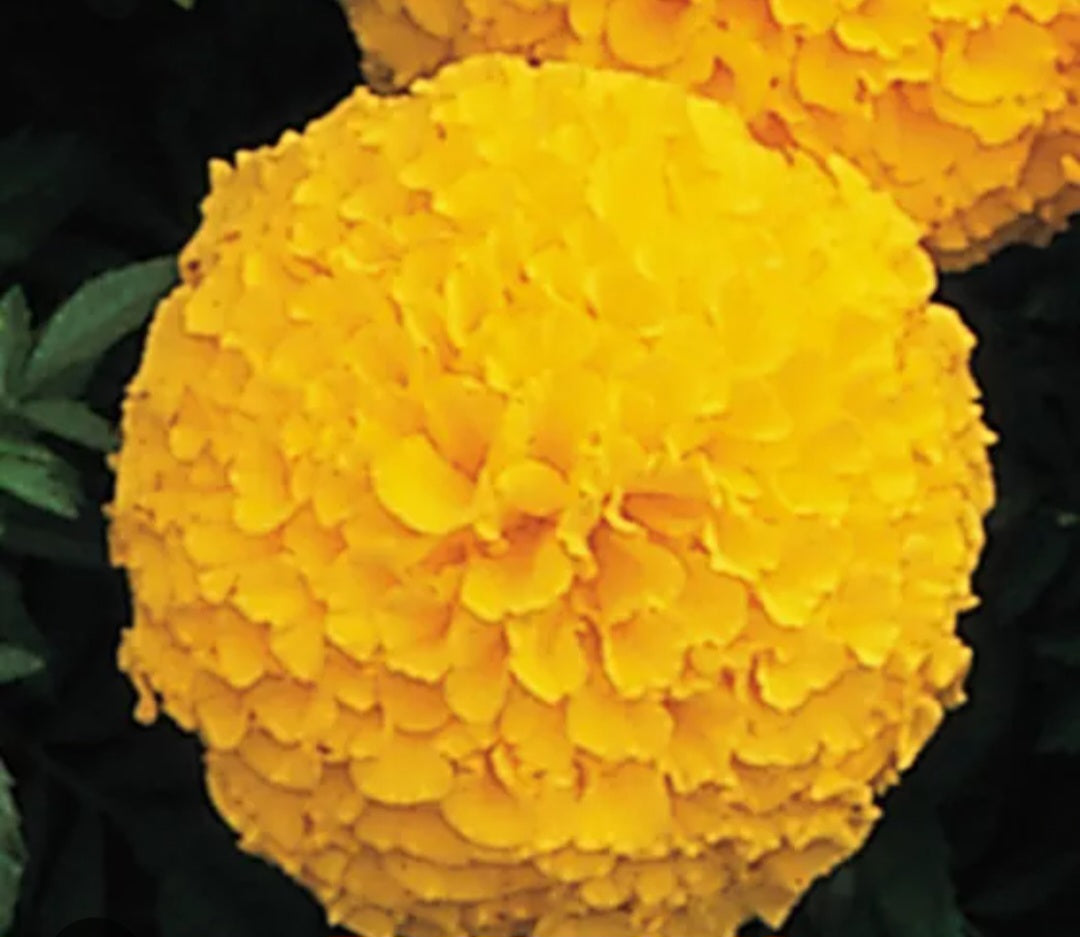 Marigold african genda Paneeri (seedling) per dozen