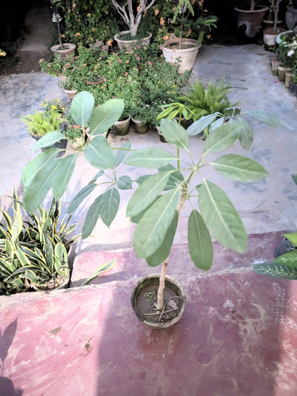 Brassia actinophylla (schefflera)