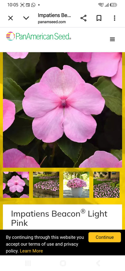 Impatiens Beacon f1  seedling per dozen