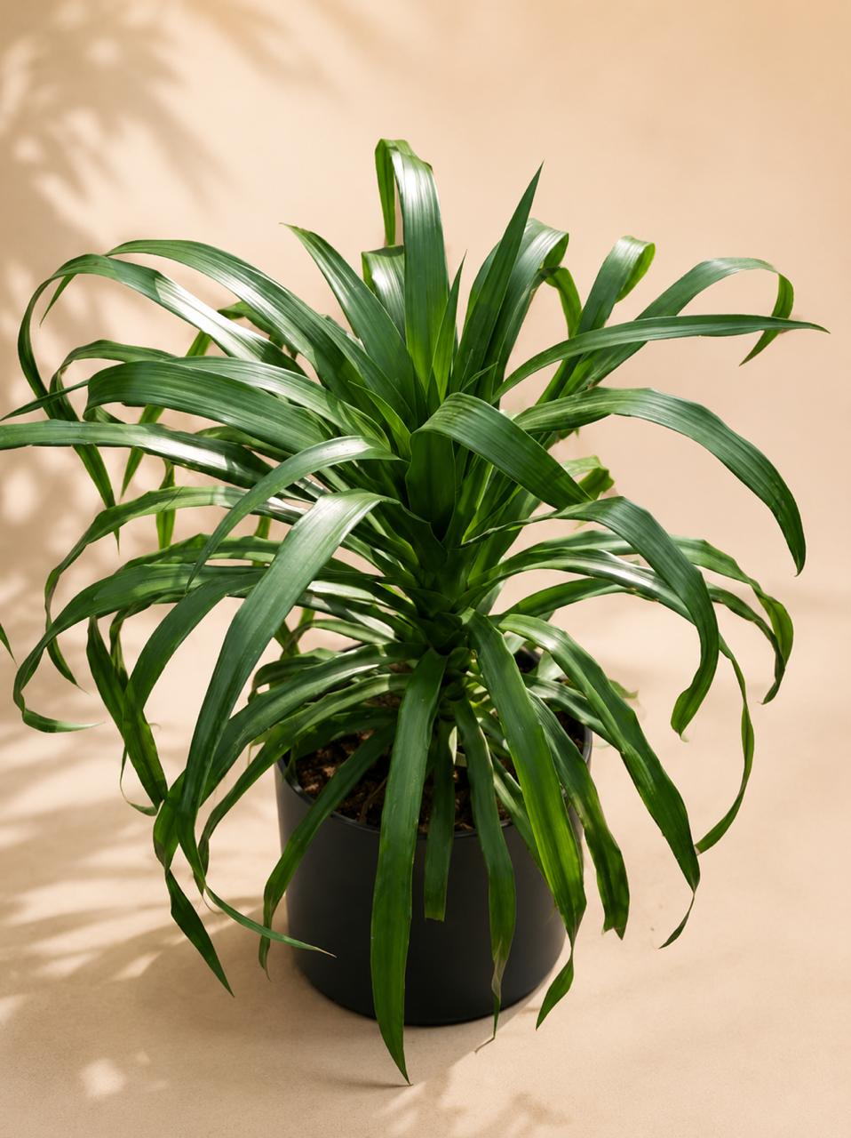 Dracena draco