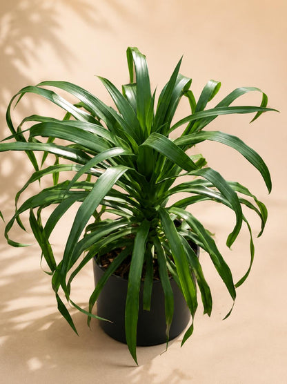 Dracena draco