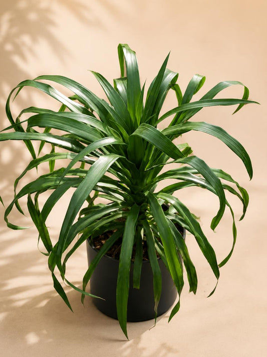 Dracena draco