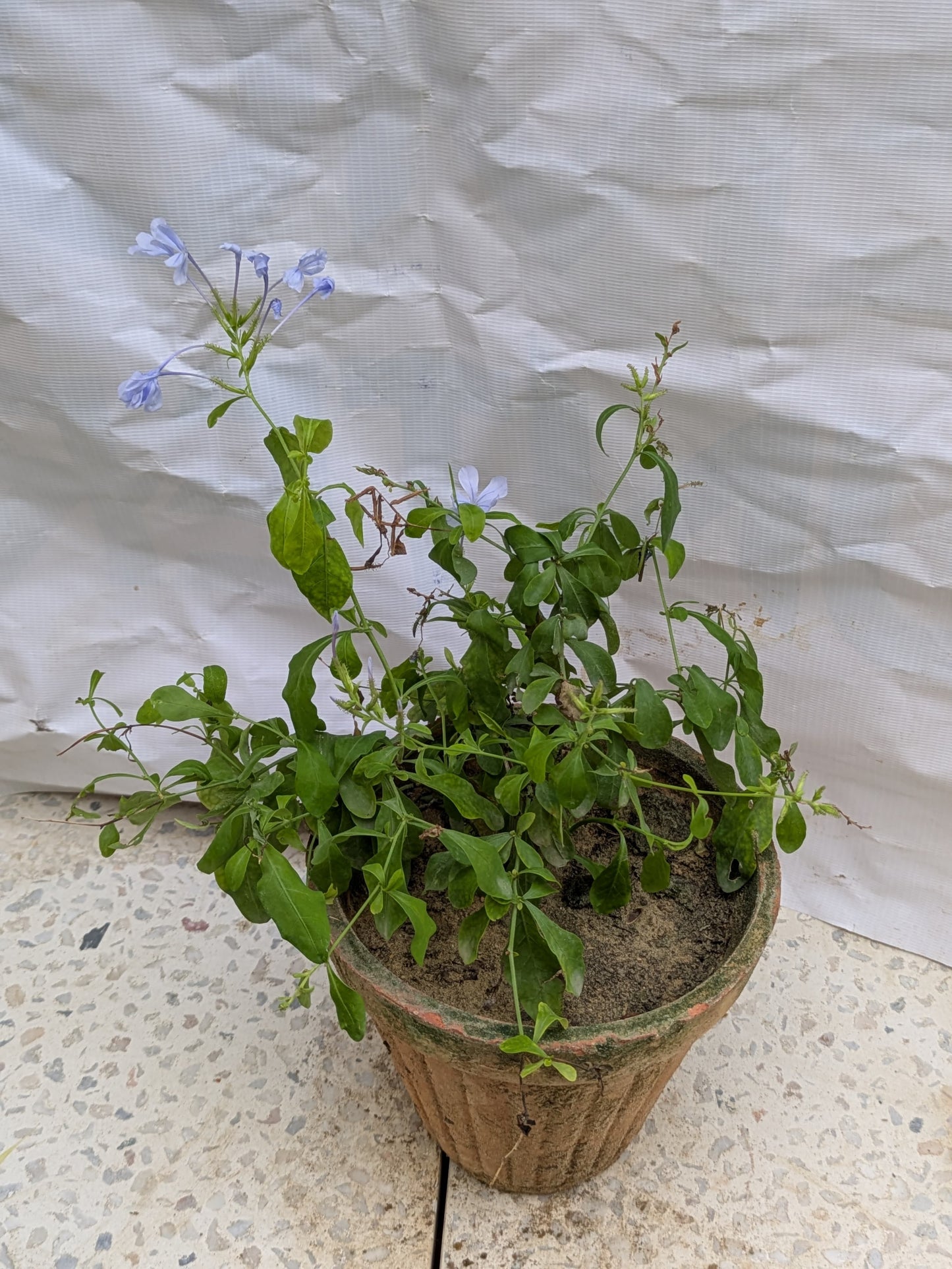 Plumbago blue