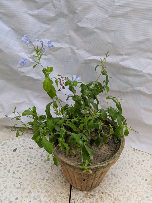 Plumbago blue
