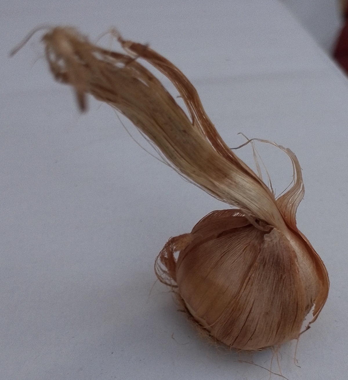 Saffron crocus