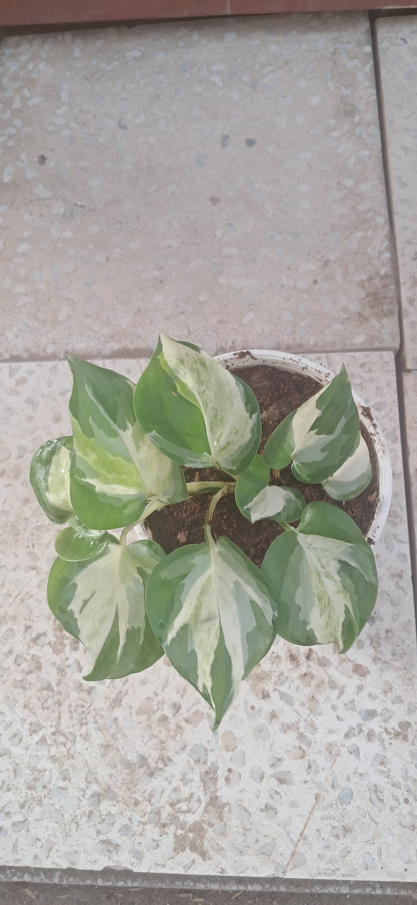 Money plant (Pathos) manjula