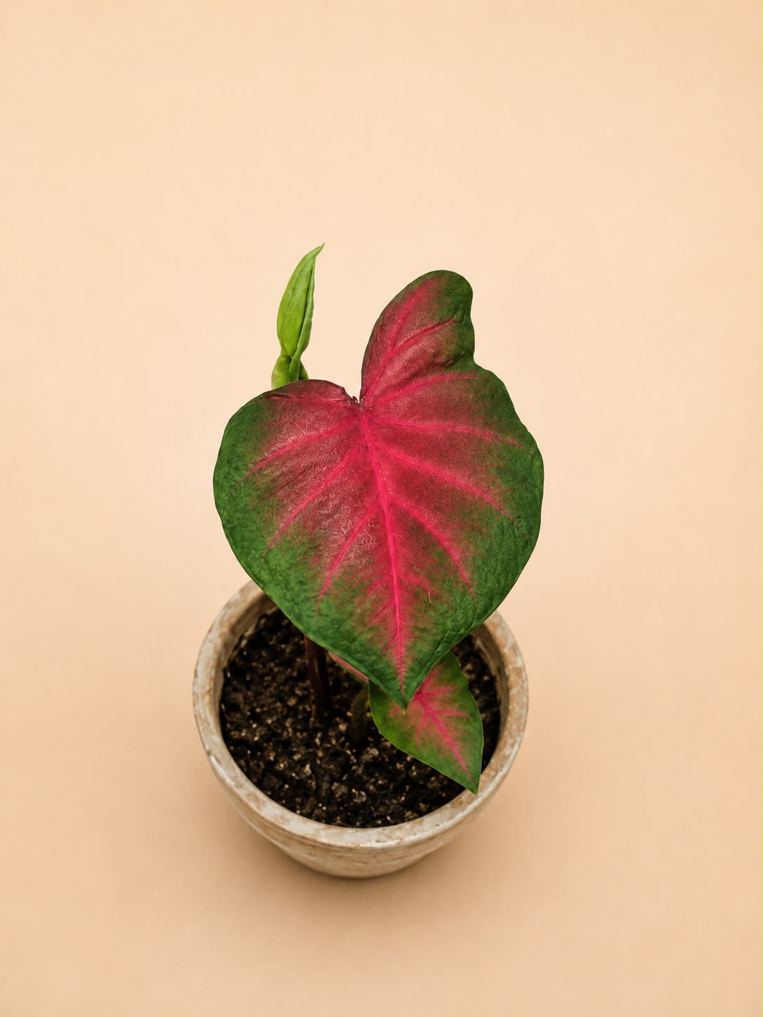 Caladium