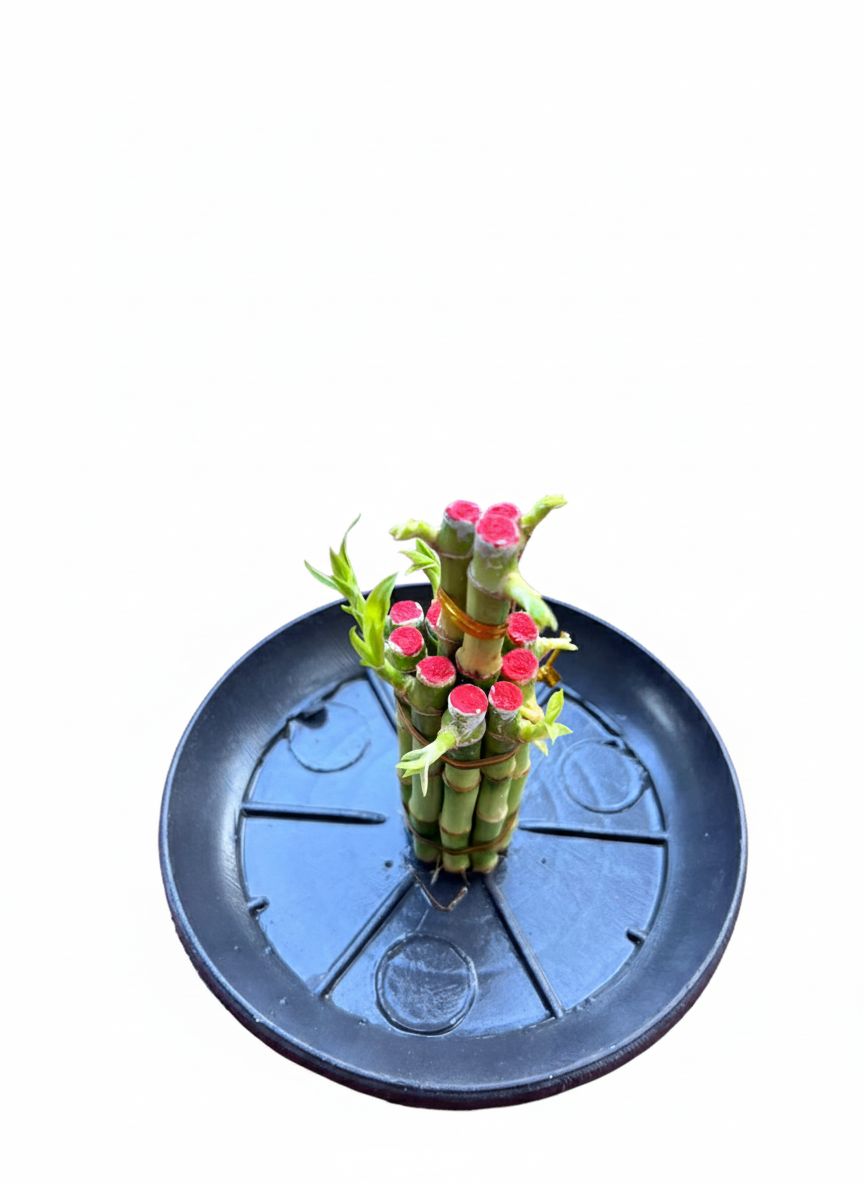 Lucky bamboo 2 step small