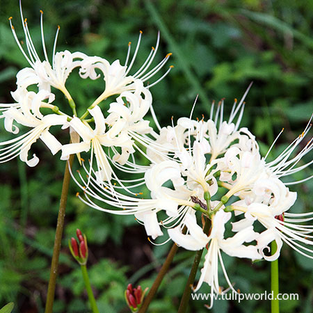 spider lily local