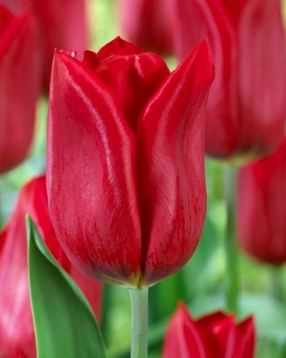 TULIP BULBS