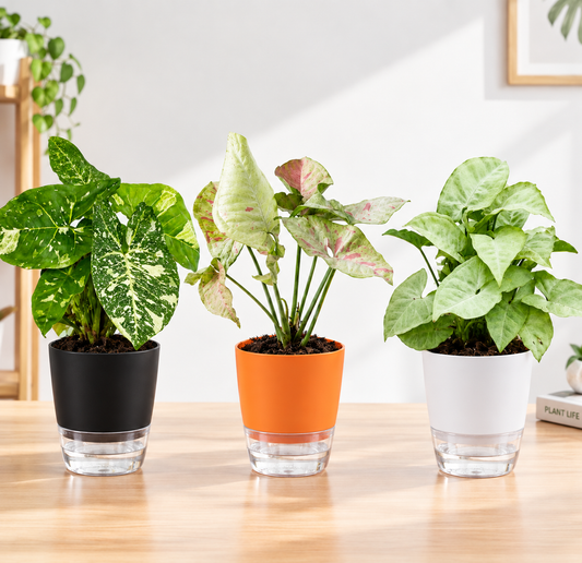 Syngonium (Bunde of 3)
