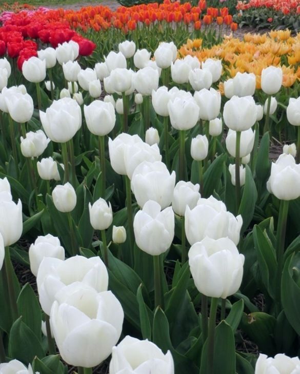 TULIP BULBS