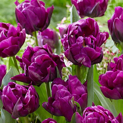 TULIP BULBS