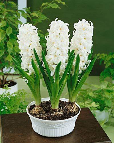 Hyacinth bulbs