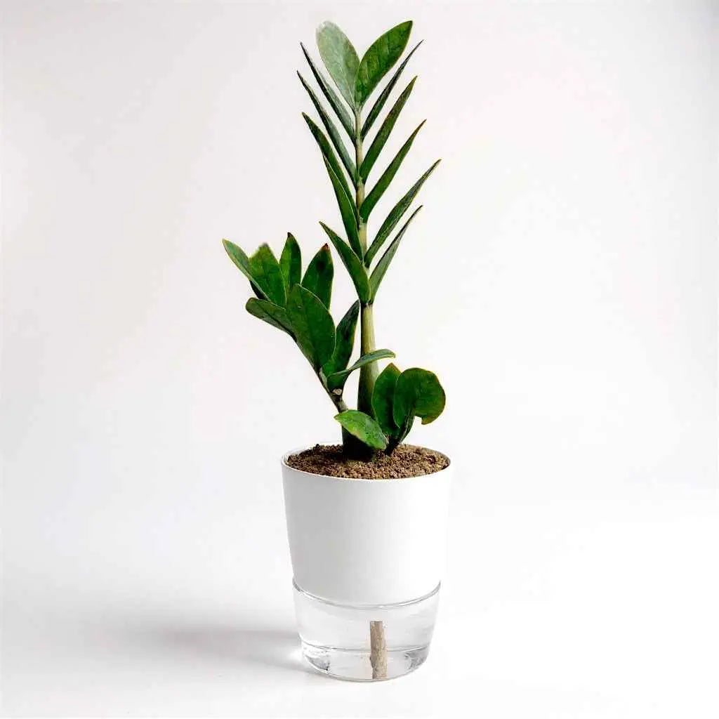 ZZ Green In Self Watering